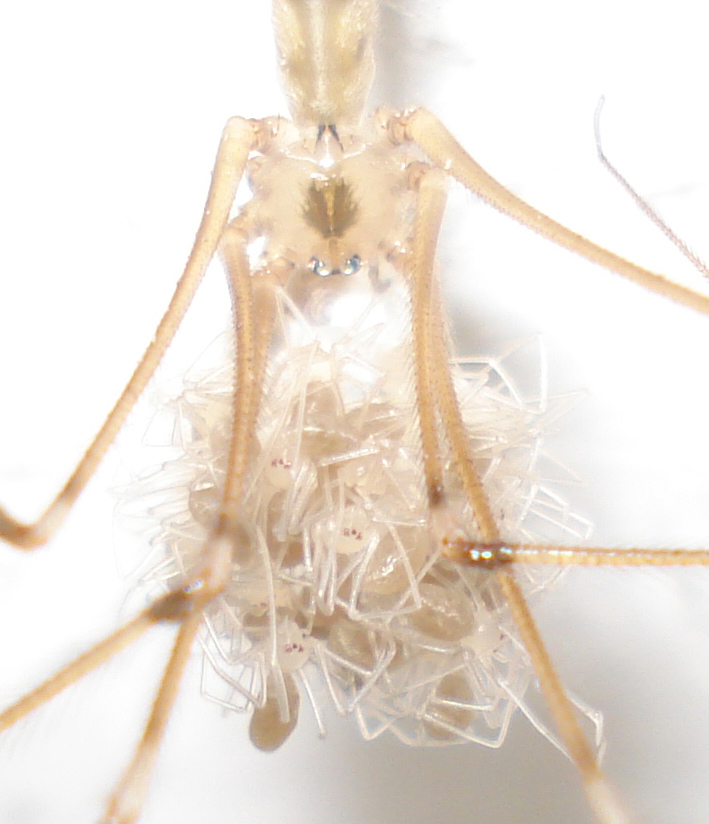 Pholcus phalangioides - Schiusa delle uova - Anzio